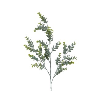 Λουλούδι ευκάλυπτος