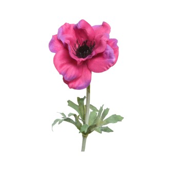 Ανεμώνη φουξια